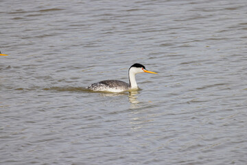 Close up shot of cute Clark's grebe swimming
