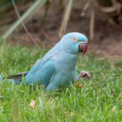 Blue Ring-necked Parakeet Feeding on Grass