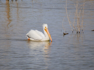 Close up shot of cute Pelican swimming