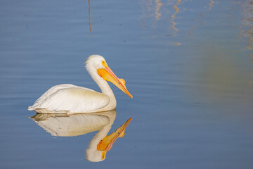 Close up shot of cute Pelican swimming