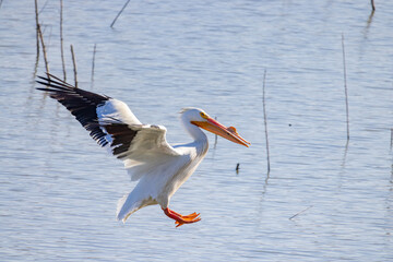 Close up shot of cute Pelican landing