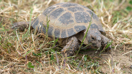 Small Tortoise Walking on Grass