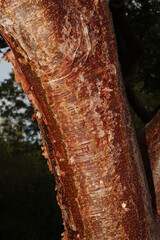 Bark of a Gumbo Limbo tree, Bursera simaruba, in Everglades National Park, Florida