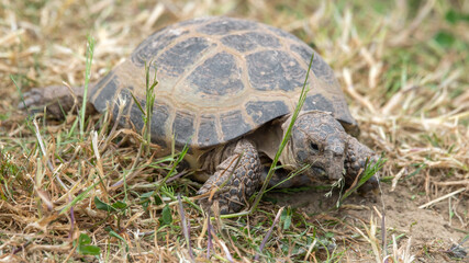 Small Tortoise Walking on Grass