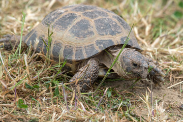 Small Tortoise Walking on Grass