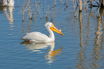 Close up shot of cute Pelican swimming