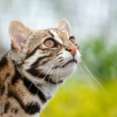 Close Up of a Beautiful Asian Leopard Cat	