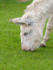 White Donkey Feeding on Grass