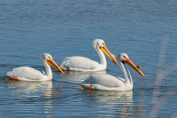Close up shot of cute Pelican swimming