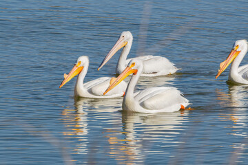 Close up shot of cute Pelican swimming