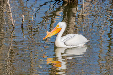Close up shot of cute Pelican swimming