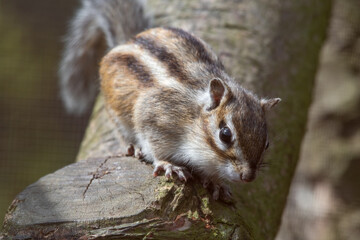 Brown and White Chipmunk Standing in a Tree