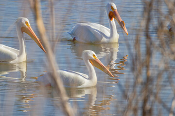 Close up shot of cute Pelican swimming