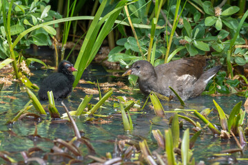 Young Moorhen Feeding Its Young