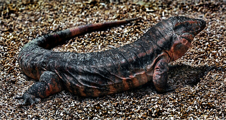 Red teju on the ground. Latin name - Salvator rufescens
