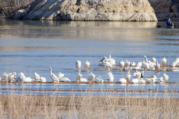 Close up shot of cute Pelican swimming