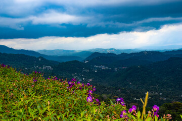 Beautiful flowers blossoming on the mountain peak!