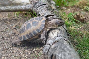 Small Tortoise Climbing Over a Fallen Log