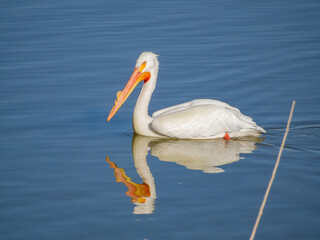 Close up shot of cute Pelican swimming