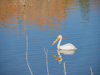 Close up shot of cute Pelican swimming