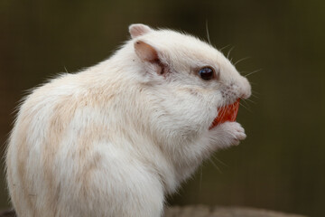 Albino Chipmunk Standing on a Tree Stump Feeding