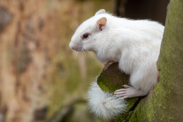 Albino Chipmunk Standing in a Tree