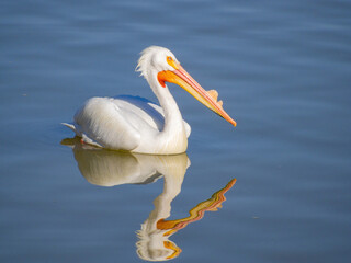 Fototapeta na wymiar Close up shot of cute Pelican swimming
