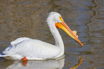 Close up shot of cute Pelican swimming