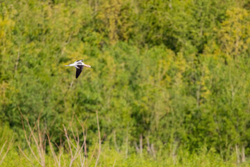 Close up shot of a cute American avocet flying