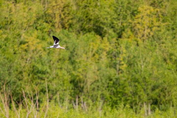 Close up shot of a cute American avocet flying