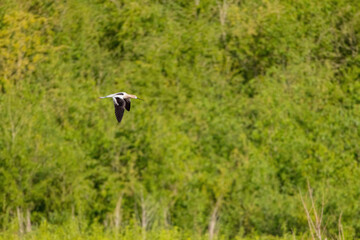 Close up shot of a cute American avocet flying