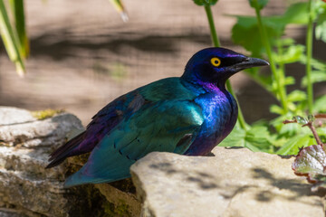 Metallic Starling Resting in the Sun