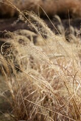 Fototapeta premium close up of wheat