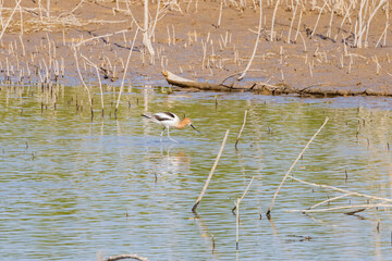 Close up shot of a cute American avocet