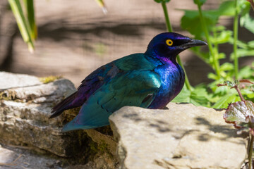 Metallic Starling Resting in the Sun