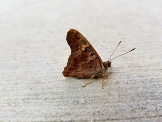 butterfly on the ground