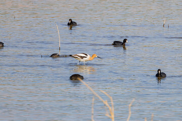 Close up shot of a cute American avocet