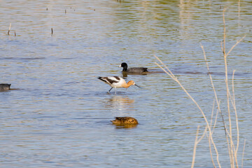 Close up shot of a cute American avocet