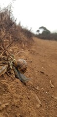 snail on the ground