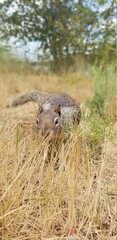 Closeup Squirrel