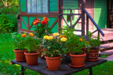Fototapeta na wymiar monochromatic garden in the house, flowers in pots, yellow and orange, Marigolds, Roses, Dahlia