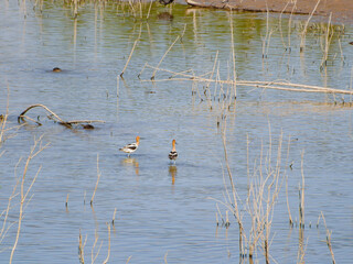 Close up shot of a cute American avocet