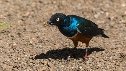 Superb Starling Standing on the Ground
