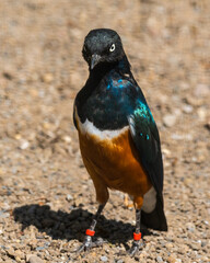 Superb Starling Standing on the Ground