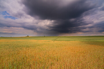 field with gold ears of wheat under dramatic sky. rain before
