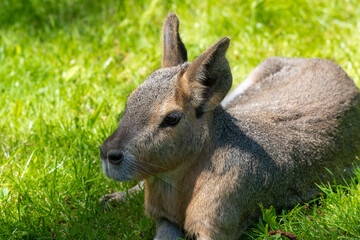 Patagonian Mara Resting on Grass