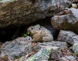American pika feeding on vegetation, Pikas found in alpine forestsforest 