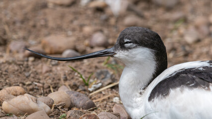 Pied Avocet Resting on the Ground