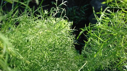 green grass, dill elegant feather. This plant is very beautiful, can be used to beautify the fence or garden. This plant is easy to grow and survive.