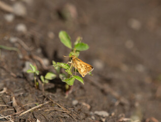 Peck's Skipper